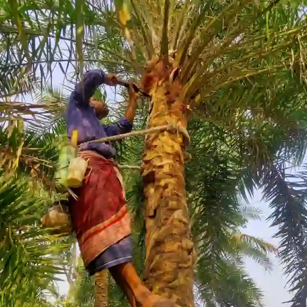 খেজুরের রস - 4kg - Image 3