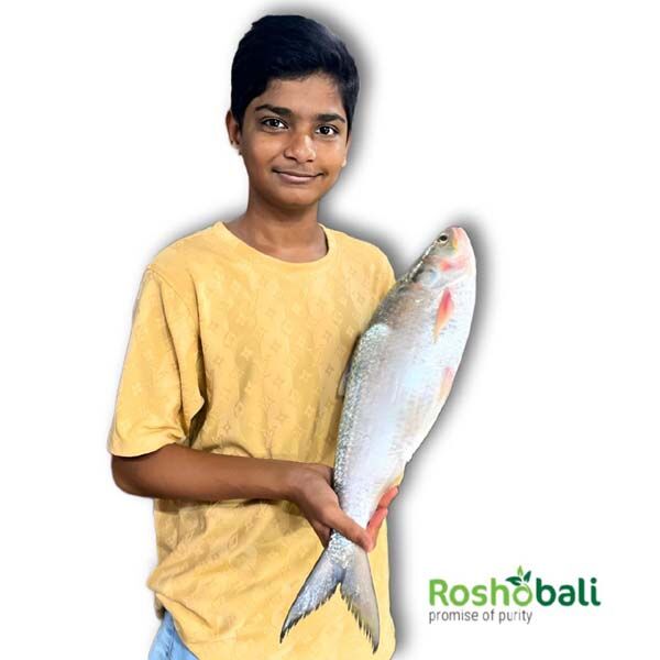 নদীর ইলিশ মাছ |1KG +-